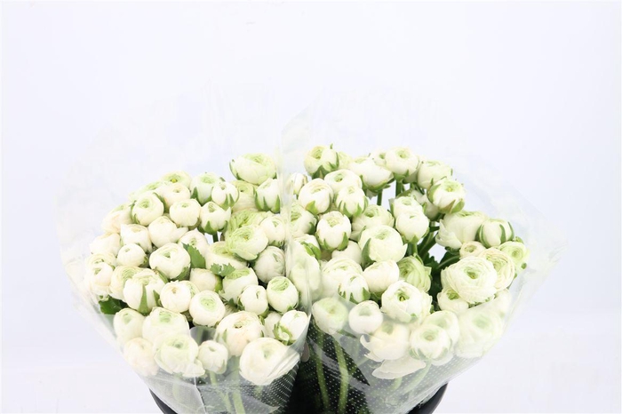 <h4>Ran Elegance White</h4>