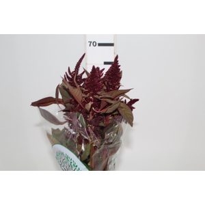 AMARANTHUS D. VINHO 060 CM VINHO