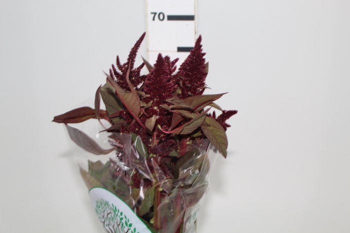 AMARANTHUS D. VINHO 060 CM VINHO