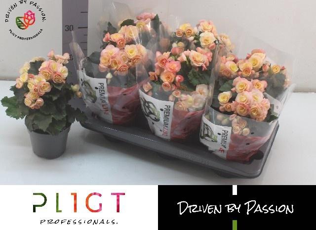 <h4>BEG DU HAILEY SUNSET</h4>