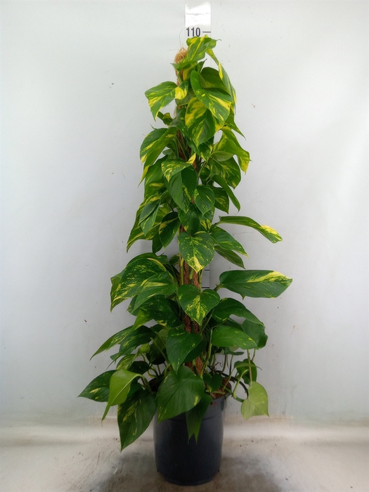 <h4>Epipremnum pinn.   ...moss stick</h4>