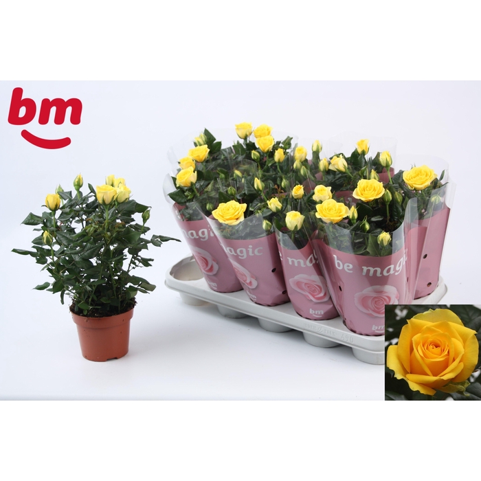 <h4>RO YELLOW B MONDE</h4>