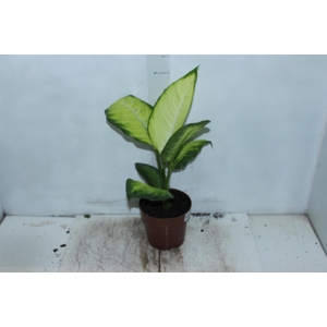 DIEFFENBACHIA TROPIC MARIANA P17