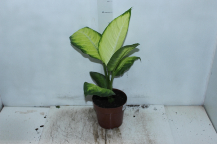 <h4>DIEFFENBACHIA TROPIC MARIANA P17</h4>