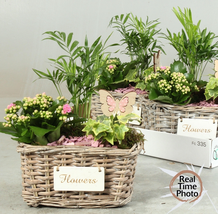 <h4>ARR KAMERPL</h4>