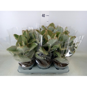 Kalanchoe NF beharensis