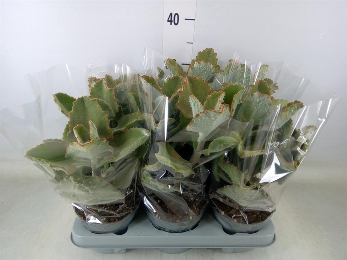 <h4>Kalanchoe NF beharensis</h4>