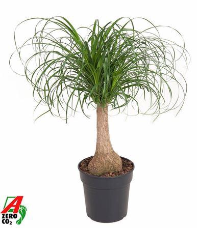 <h4>Beaucarnea Recurvata</h4>