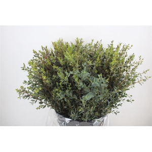 Euca Parvifolia Short 300gr P Bunch