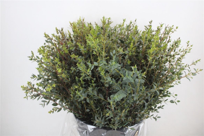 Euca Parvifolia Short 300gr P Bunch