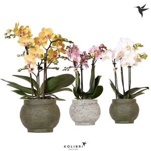 Kolibri Orchids Phalaenopsis mix 3 spike in Ancient pot green