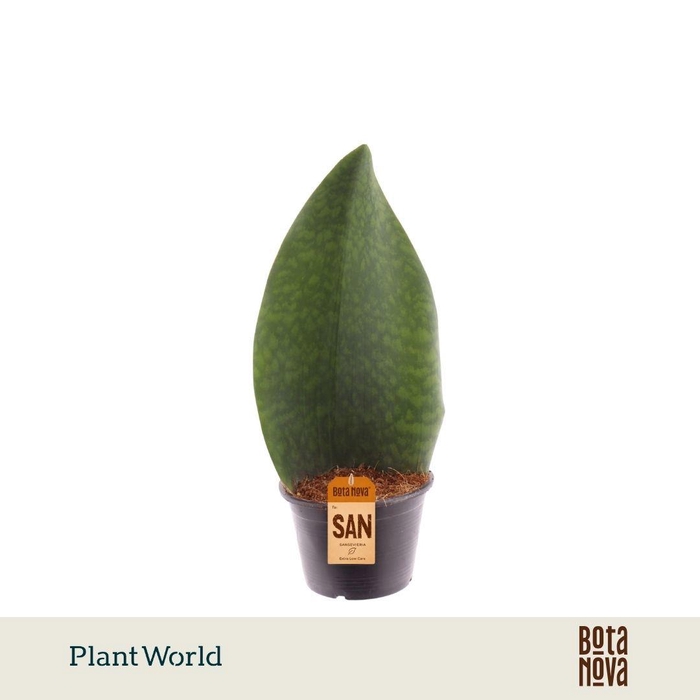 <h4>Sansevieria ‘Masoniana’ Whale Fin</h4>