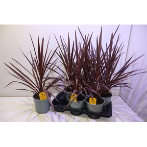 arr8 Cord Aus Red Star