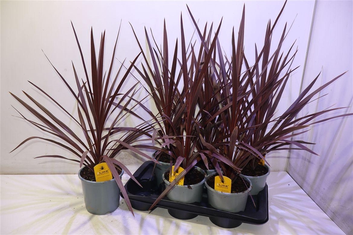 <h4>arr8 Cord Aus Red Star</h4>