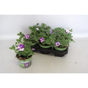 Petunia NightSky