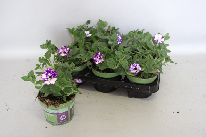 <h4>Petunia NightSky</h4>