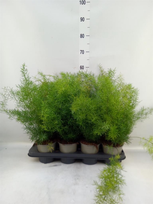 <h4>Asparagus dens. 'Sprengeri'</h4>