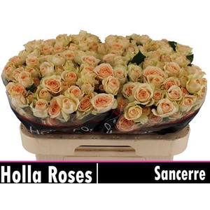 R Tr Sancerre