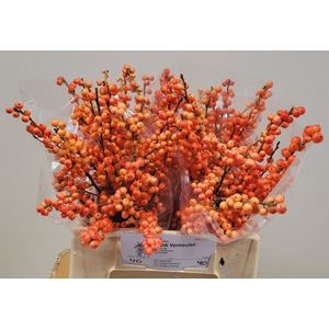 ILEX VE OUDIJ ORANGE