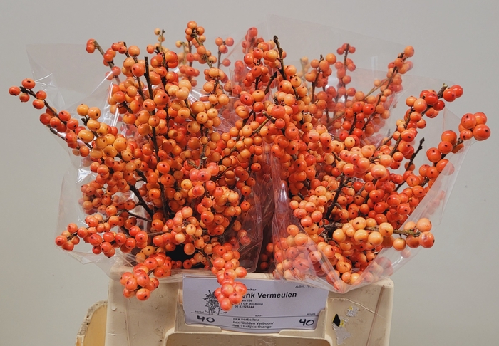 <h4>ILEX VE OUDIJ ORANGE</h4>