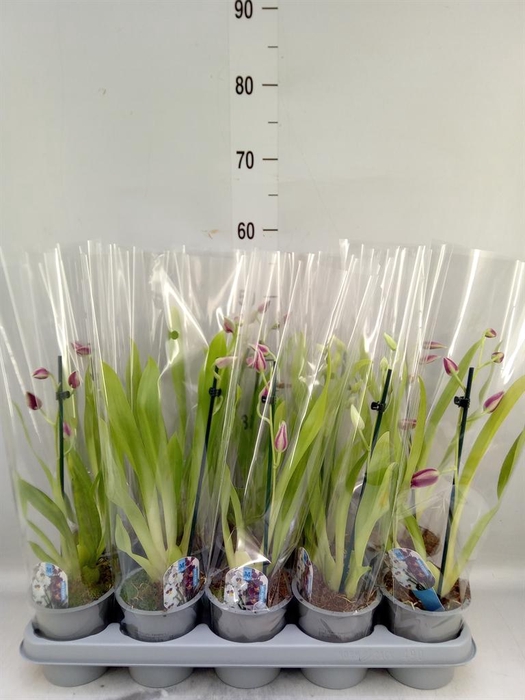 <h4>Miltoniopsis   ...</h4>