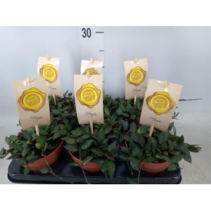 Hoya krohniana 'Black Leaves'