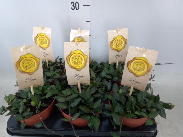 <h4>Hoya krohniana 'Black Leaves'</h4>