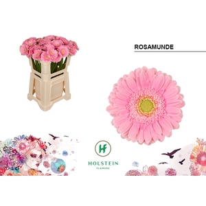 GE MI Rosamunde emmer x80