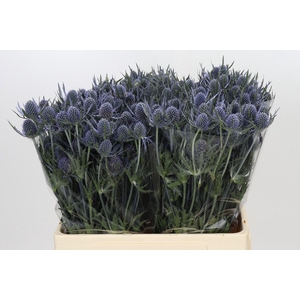 Eryngium Blue Dynamite