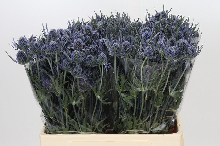 <h4>Eryngium Blue Dynamite</h4>
