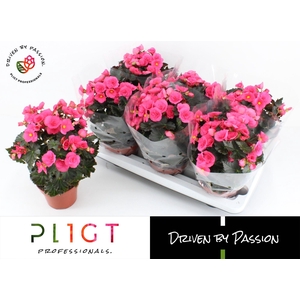 Begonia Adonia P14 GROW