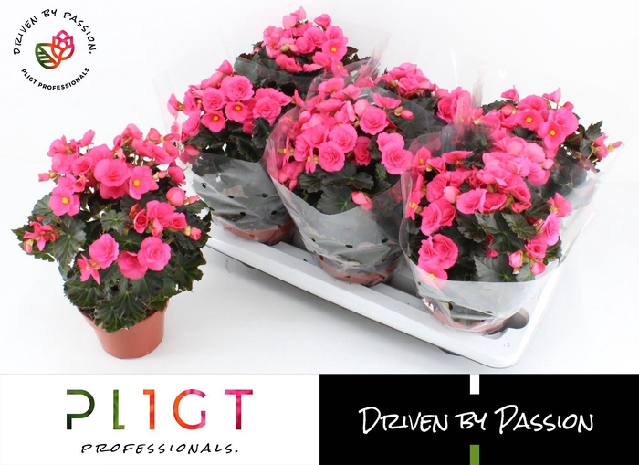 <h4>Begonia Adonia P14 GROW</h4>