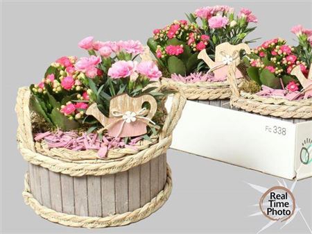 <h4>Arr Tuinplanten</h4>