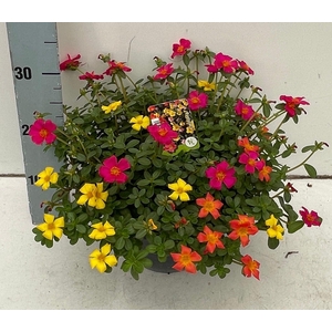 PORT GEM IN POT