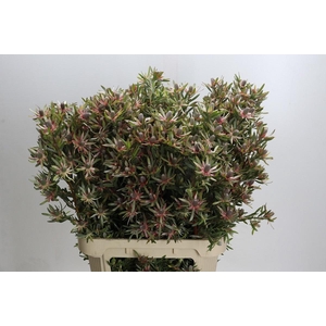 LEUCAD AYOBA ST PEAR