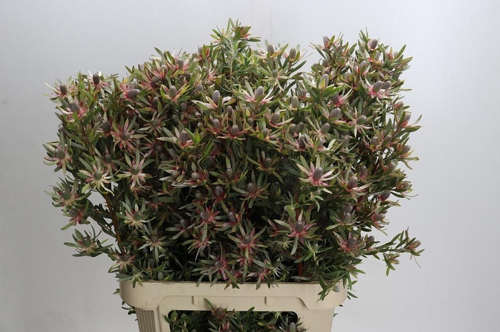 <h4>LEUCAD AYOBA ST PEAR</h4>