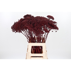 Ammi Zaad Kl Bh Bordeaux