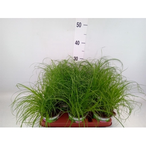 Cyperus alternifolius 'Zumula'
