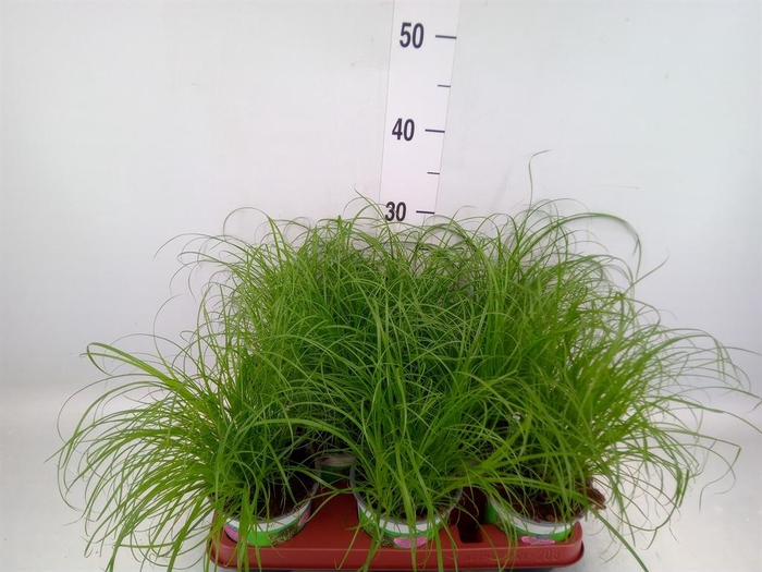 <h4>Cyperus alternifolius 'Zumula'</h4>