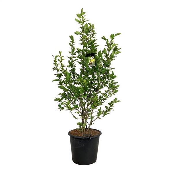 <h4>Magnolia loebneri 'Wildcat'</h4>