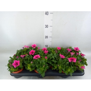Petunia  'Surfinia Hot Pink'