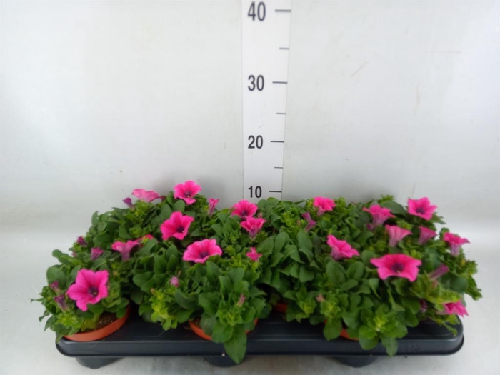 <h4>Petunia 'Surfinia Hot Pink'</h4>
