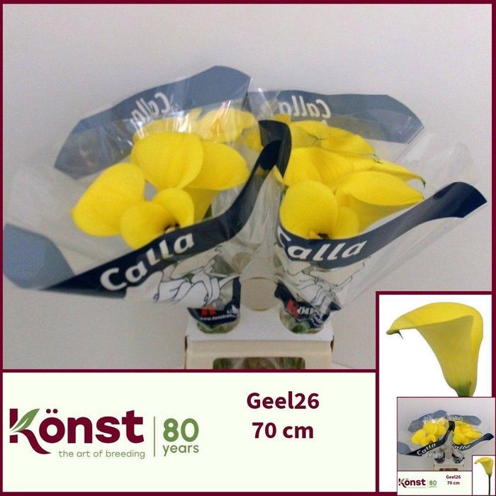 <h4>Zant Ov</h4>