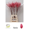 Anthurium Xavia