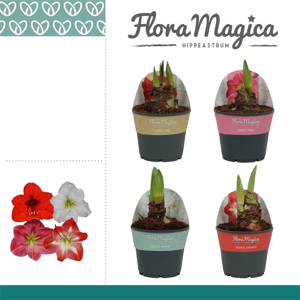 <h4>Amaryllis Mix 2 knop in Potkraag</h4>
