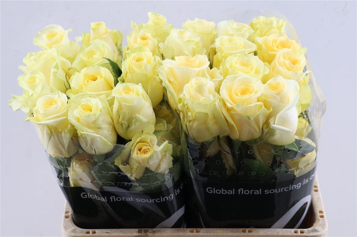 <h4>R Gr Creme De La Creme Tessa</h4>