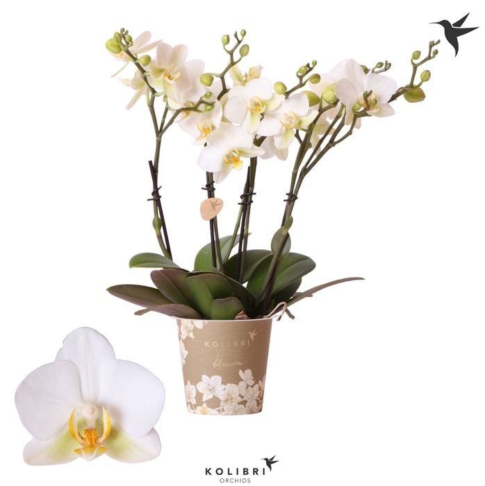 <h4>Phalaenopsis multi. 'Ant Lausanne'</h4>