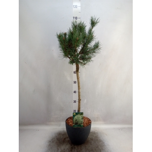 Pinus nigra