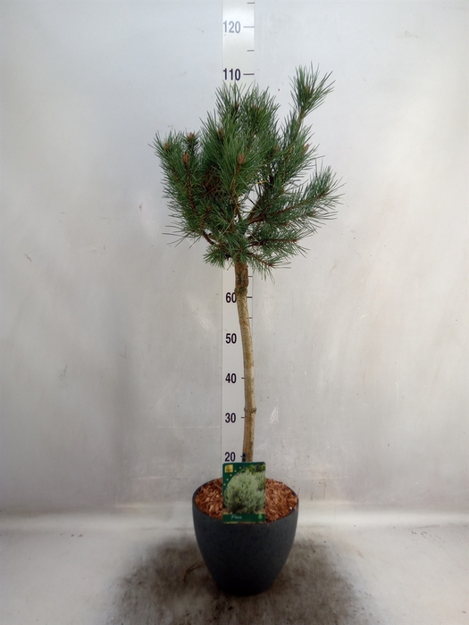 Pinus nigra