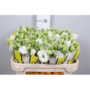 Eus G Alissa Pure White